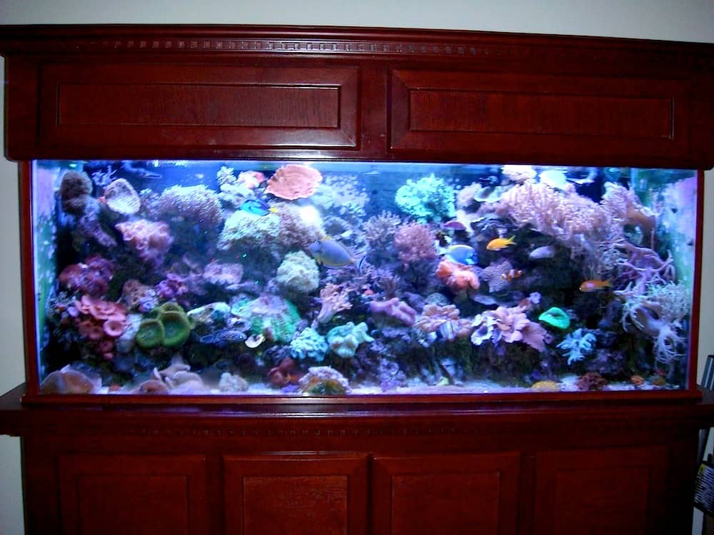 300 gallon living reef SeaQuatic Aquariums